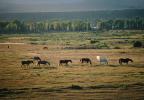 Horses in the Plains of Tetons, AHSV01P11_12