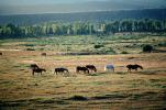 Horses in the Plains of Tetons, AHSV01P11_13