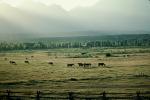 Horses in the Plains of Tetons, AHSV01P11_14