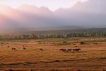 Horses in the Plains of Teton Mountains, AHSV01P11_15.4099