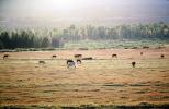 Horses in the Plains of Tetons, AHSV01P11_18