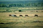 Horses in the Plains of Tetons, AHSV01P11_19