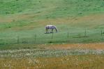 Horses in Napa Valley, AHSV01P12_06