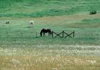 Horse in Napa Valley, Field, fence, AHSV01P12_11