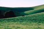 Horse in Napa Valley, AHSV01P12_12.4099