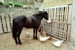 Horse Feeding, Ducks, Chickens, North Wales, AHSV01P12_15