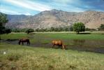 Horse in the Eastern Sierra Nevada Mountains, Kern County, California