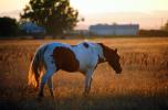 Horse in the Sunset Glow of Santa Rosa, Sonoma County