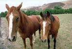 Horses in Tres Pinos, AHSV01P13_09.1711