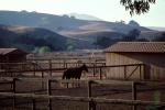 Horse in Marin County