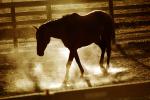 Horse in the Afternoon Glow, Marin County, AHSV01P13_13