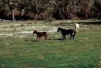 Horses in Jolon California, AHSV01P13_15.1711