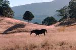 Horse in Jolon California, AHSV01P13_16.4099