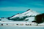 Horses, hills, fence, snow, mountains, AHSV01P13_17.4099