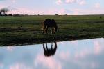 Horse, Horse Reflecting in a Lake, Merced County, AHSV01P13_19.4099