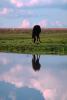 Horse, Horse Reflecting in a Lake, Merced County, AHSV01P14_01.4099