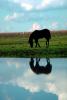 Horse Reflecting in a Lake, Merced County, AHSV01P14_02.4099