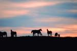 Horses in The Sunset, Rancho Seco, AHSV01P14_03.4099