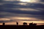 Horses in The Sunset, Rancho Seco, AHSV01P14_06