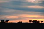 Horses in The Sunset, Rancho Seco, AHSV01P14_10.4099