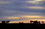 Horses in The Sunset, Rancho Seco, AHSV01P14_11.1711