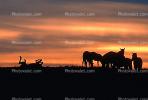 Horses in The Sunset, Rancho Seco, AHSV01P14_11B.1711