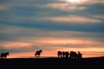 Horses in The Sunset, Rancho Seco, AHSV01P14_13.4099