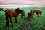 Horses at Rancho Seco