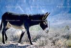 Donkey in Red Rock Canyon, AHSV01P15_02.0150