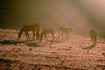 Horse in the Sunset Light, Altamont Pass, AHSV01P15_10B