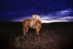 Horse in the Evening