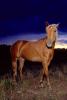 Horse in the Evening, AHSV01P15_19B