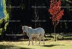 Horse, Wanaka, New Zealand
