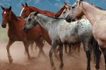 Horses, Nevada, AHSV02P01_08