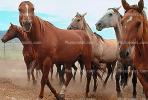 Horses, Nevada, AHSV02P01_09B.1711