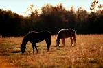 Horse, Alabama, AHSV02P02_13.4099