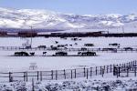 Horses, Fences, snow fields, hills, mountains, north of Reno, Nevada, AHSV02P02_14B