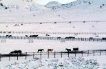 Horses, Fences, snow fields, hills, mountains, north of Reno, Nevada, AHSV02P02_19