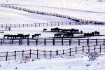 Horses, Fences, snow fields, hills, mountains, north of Reno, Nevada, AHSV02P03_01B