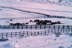 Horses, Fences, snow fields, hills, mountains, north of Reno, Nevada, AHSV02P03_03B