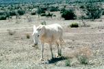 White Donkey, near Sanderson Texas, AHSV02P03_04