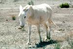 White Donkey, near Sanderson Texas