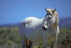 White Horse, western Texas, AHSV02P03_08.1711