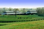 Horses, Barn, fields, trees, Lexington, Kentucky, AHSV02P03_17B