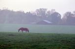 Horse, barn, blues, trees, bluegrass, Lexington, Kentucky, AHSV02P03_18