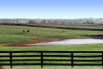 Horses, Fields, Fences, Pond, Lake, Trees, Lexington, Kentucky, AHSV02P04_01