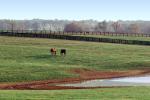 Horses, Fields, Fences, Pond, Lake, Trees, Lexington, Kentucky, AHSV02P04_01B