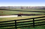 Horse, Fields, Fences, Pond, Lake, Trees, Lexington, Kentucky, AHSV02P04_02