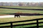 Horse, Fields, Fences, Pond, Lake, Trees, Lexington, Kentucky, AHSV02P04_02B