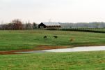 Horses, Fields, Fences, Pond, Lake, Trees, Barn, Lexington, Kentucky, AHSV02P04_03